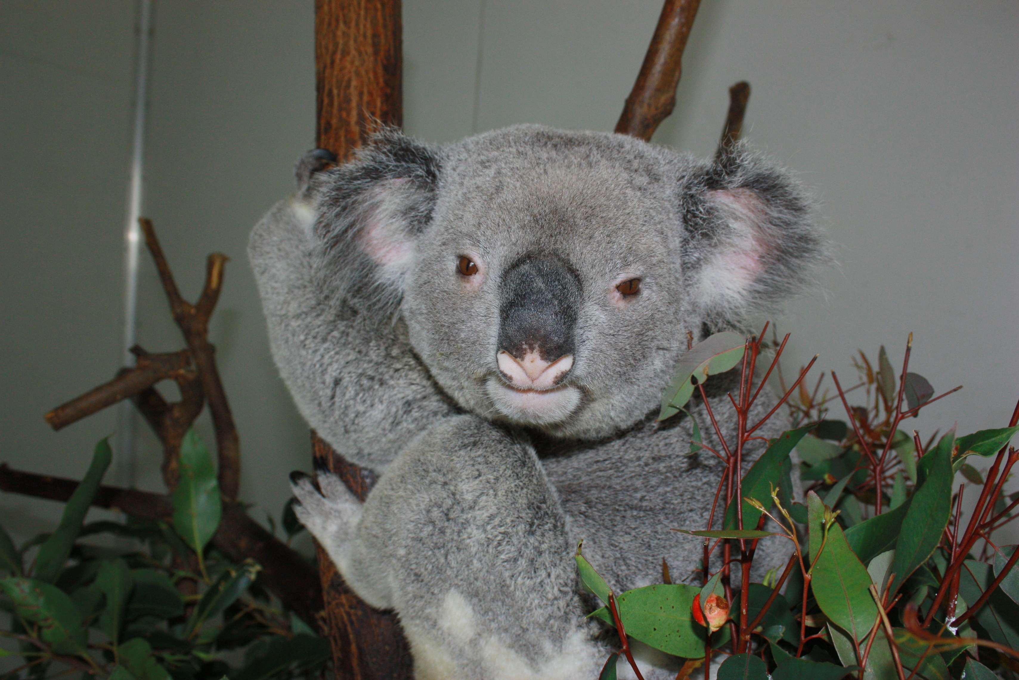お知らせ | 公益財団法人 鹿児島市公園公社